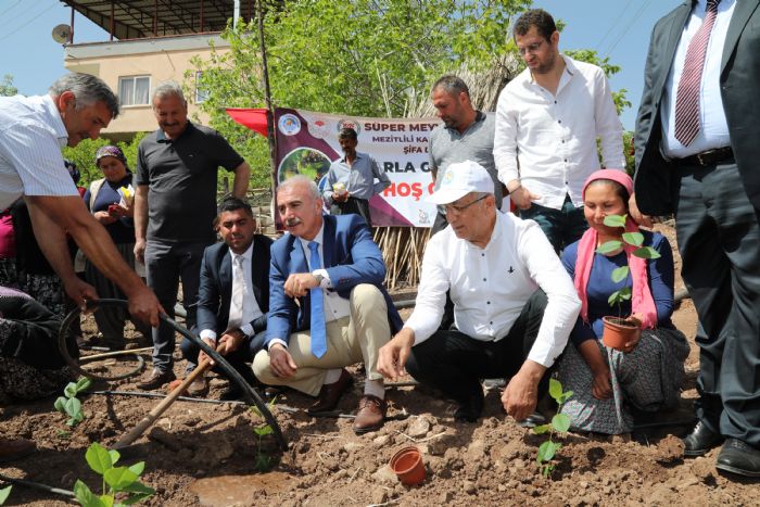 Mezitlili Kadnlar Aronya retimine Balyor